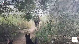 காட்டு யானையை விரட்டிய விட்டு நாய்கள் | wild elephant 🐘 chased by Pet Dogs 🐕🐕