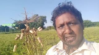 || Groundnut Cultivation || Farmer's Challenges | వేరుశనగ పంట దిగుబడి వివరాలు రైతు మాటల్లో ||