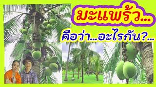 Spitapa : “มะแพร้ว” ไม้แปลก ต้องอนุรักษ์ หาดูยาก สรรพคุณสร้างคอลลาเจน ชะลอวัย ป้องกันสมองเสื่อม