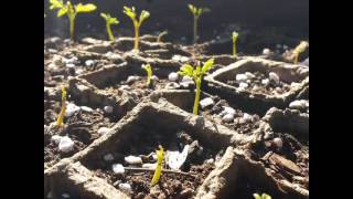 Moringa seed to first harvest