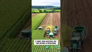 Efficient Corn Silage Harvesting for High-Quality Livestock Feed