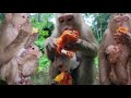 Pitiful Baby Monkey Struggle In Harsh Weather Conditions During Heavy Rain - Heartbreaking Footage🐒🌿