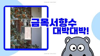 금목서향수 TOP10 가을의 깊은 향을 담은 매혹적인 향수