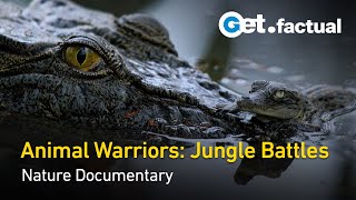 Animal Arms Race - Jungles | Wildlife Documentary
