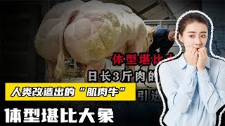 人类改造出的“肌肉牛”，体型堪比大象，可我国为啥不引进？