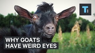 Why goats have weird eyes