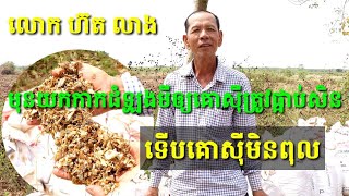 គោស៊ីកាកដំឡូងមីផ្អាប់មានអត្ថប្រយោជន៍អ្វីខ្លះ