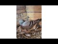 pigeon loft view loft me sare pair aande par full loft view loftkabutar pigeonloftvisit kabootar