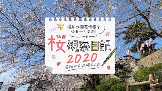 【2020年3月31日】丸岡城の桜開花状況