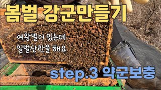 봄벌 강군만들기_step.3 약군보충_여왕벌이 있는데 일벌산란을 할때는? #양봉 #양봉배우기  #일벌산란 #beekeeper #beekeeping #양봉부부