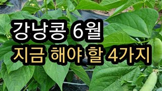 텃밭 활용하기에 좋은 강낭콩! 지금 이것 해주세요!(2023.6.10)(#간작,#강낭콩추비,#강낭콩북주기,#강낭콩줄띄우기,#물주기)