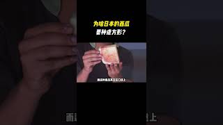 为啥日本的西瓜要种成方形？ #涨知识 #科普