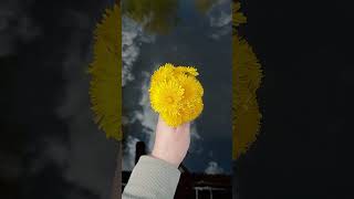 It's magic #flowers #dandelions