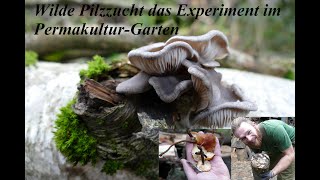 Wilde Pilzzucht das Experiment im Permakultur-Garten