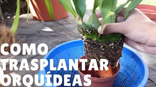 ¿Cómo trasplantar las Orquídeas en macetas? || Orquiplanet