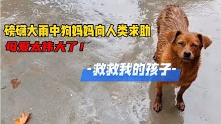 在大雨中狗妈妈含着泪花向人类求助救救它的孩子，母爱太伟大了！