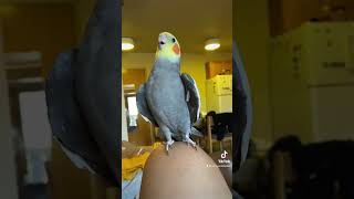 Little parrot singing and dancing #parrot #bird #pet #cockatiel #cute