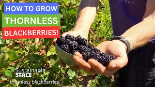 How to Grow Thornless Blackberries