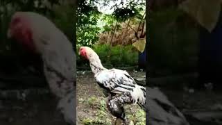 #சண்டை #seval #bird #fight  #chicken  #rooster #birdlives King Java seval aseel chicken 🐔