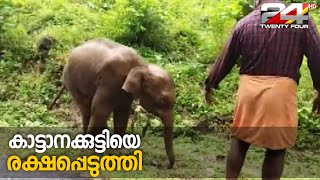 കോതമംഗലം വടാട്ടുപാറയിൽ മാലിന്യ കുഴിയിൽ വീണ പിടിയാനക്കുട്ടിയെ രക്ഷപ്പെടുത്തി