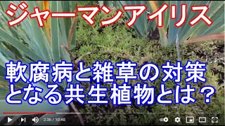 ジャーマンアイリス★軟腐病と雑草の対策になる植物とは！？(2021/07/02)