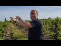 from the vine looks at shoot thinning