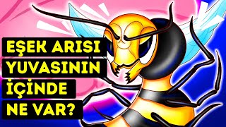 Bir Eşek Arısı Yuvasının İçine Girebilseydiniz Neler Görürdünüz?