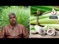 ഇഞ്ചിപ്പുല്ല് തെരുവപ്പുല്ല് cymbopogon flexuosus lemon grass cochin grass malabar grass