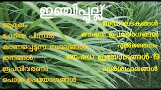 ഇഞ്ചിപ്പുല്ല് | തെരുവപ്പുല്ല് | Cymbopogon flexuosus | Lemon Grass | Cochin grass | Malabar grass