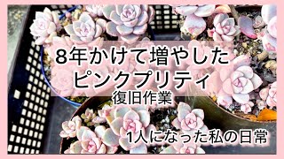 ［多肉植物］8年かけて増やしたピンクプリティお纏めで復旧作業〜^_^1人になった私の戯言