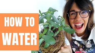 How to water succulent kokedama - watering kokedama