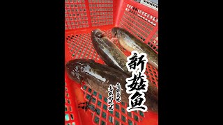 同學們，這個魚你們那兒叫什麼名字？你們都是怎麼吃的？ #菜市場阿姨教你做菜