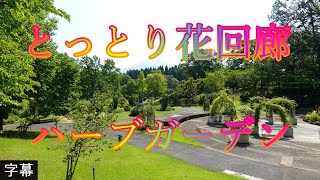 サクユリの花咲く頃 7月17日 月曜 晴れ 初夏 爽やかな日 とっとり花回廊 ハーブガーデン 日本 鳥取県西伯郡南部町鶴田 とっとり花回廊 @WalkingYoshi