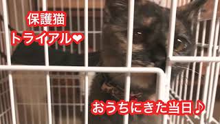 【先住犬と保護猫】おうちに迎えた当日