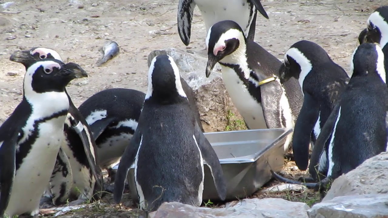 Pingwin Youtube