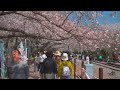 4k hdr jinhae cherry blossom festival 진해🌸벚꽃축제 2023핫스팟🌸경화역 여좌천 로망스다리를 가득 메운 시민들