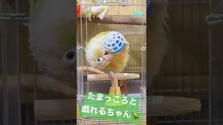 【ウロコインコ】たまっころ大好きマン🦜【よも日記】