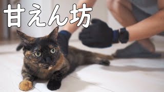 パパ大好きなサビ猫モモちゃんをブラッシングして可愛がってみた