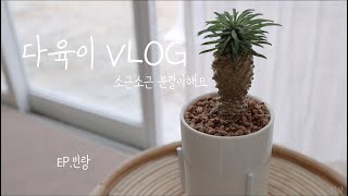 [ASMR][다육이VLOG🌵]파인애플선인장,괴마옥분갈이,Cactus repotting