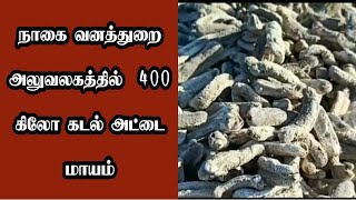 நாகை வனத்துறை அலுவலகத்தில்  400 கிலோ கடல் அட்டை மாயம் | NAGAI