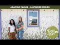 A Lavender Dream at Araceli Farms | Field Trips