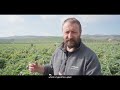 artichoke cultivation agronomic advice and irrigation systems