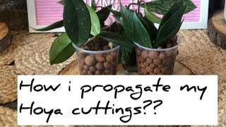 How to Propagate Hoya Cuttings||Best way to propagate a hoya cutting #hoyacuttings #indoorplant