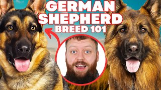 Is The German Shepherd The Perfect Dog Breed For You?
