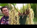 OrchidWeb - Coelogyne rochussenii