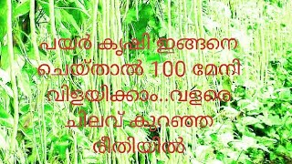 പയർ കൃഷി # Payar farming #adukala thottam #vanpayar krishi