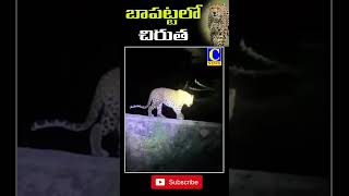 chiruta sancharam  | రాత్రి వేళ చిరుత సంచారం | c news | c channel #shorts