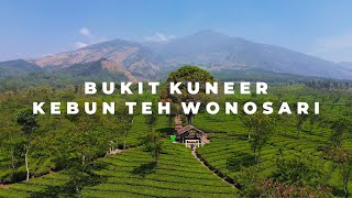 Wisata Bukit Kuneer dan Kebun Teh Terbesar di Jawa Timur