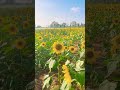 🌻sunflower farm🌻 wayanad 📍 roadtrip wayanad kerala travel shorts tourism