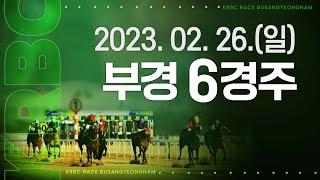 (부산)‘23.2.26.6R 위너스맨 실망의 코차 4위, 암말 플랫베이브 퀸즈투어 가즈아!